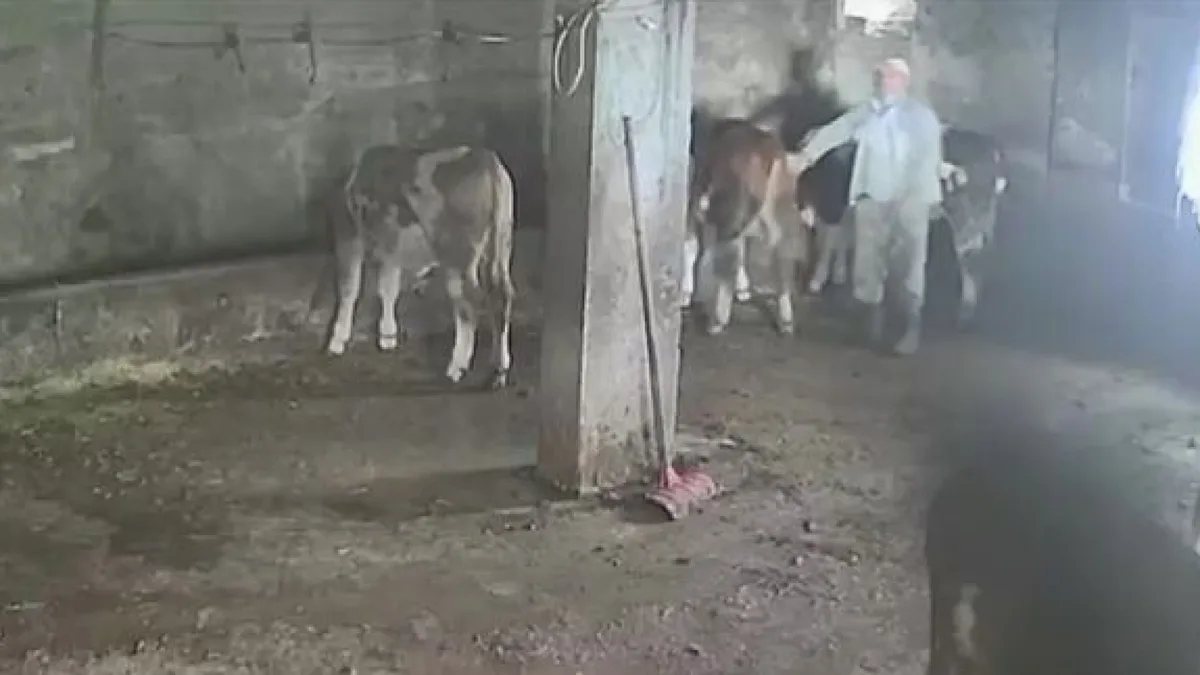 Amasya'da besiciyi sevmek istediği inek tekmeledi