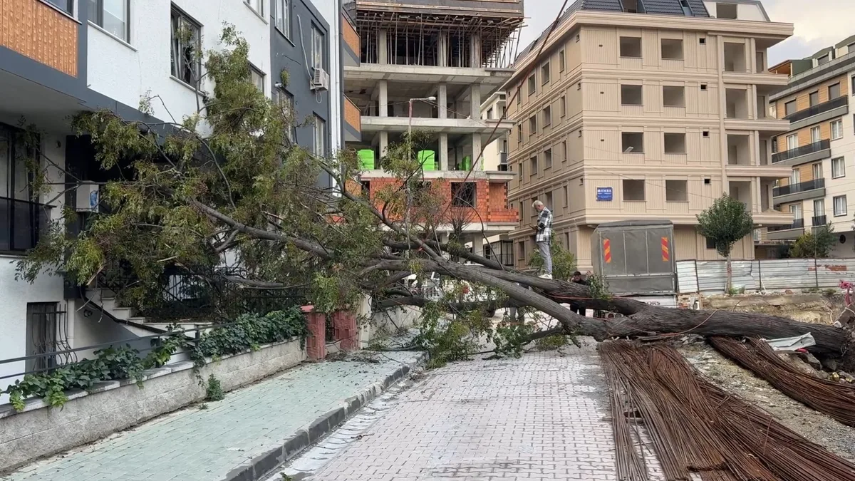 Avcılar'da Devrilen Ağaç Kadını Son Anda Iskaladı