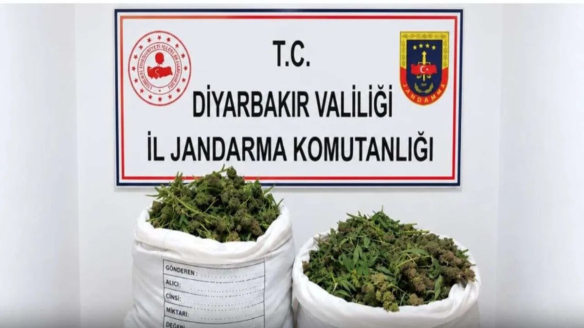 Diyarbakır'da kenevir operasyonu: 48 bin 579 kök imha