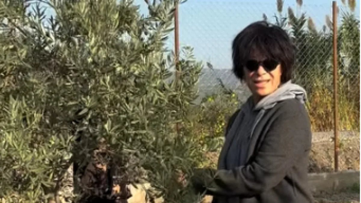 Filiz Taçbaş zeytin hasadına başladı