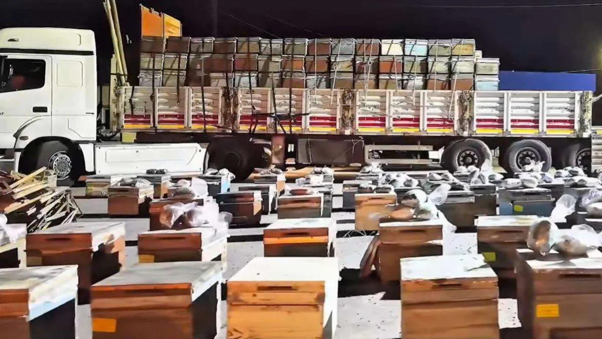 Arı kovanlarına gizlenmiş uyuşturucu maddenin ele geçirildiği operasyon görüntüsü