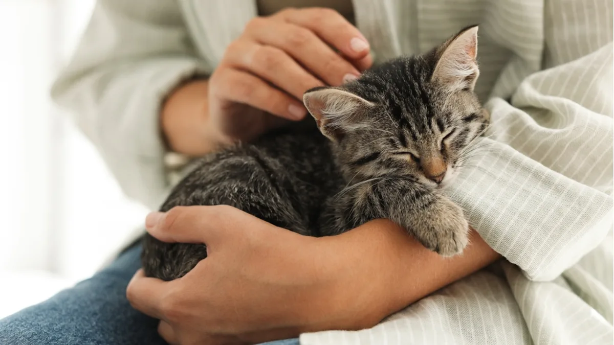 Rüyada yavru kedi görmek tabiri